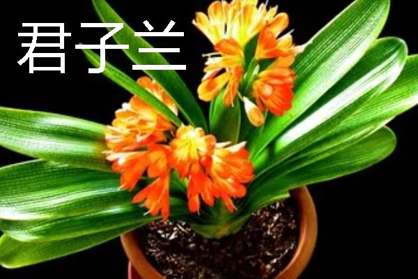 什么花卉在室内养不死，常见长寿花、非洲紫罗兰等品种