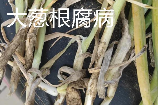 大葱软腐病和根腐病的区别，危害部位不同