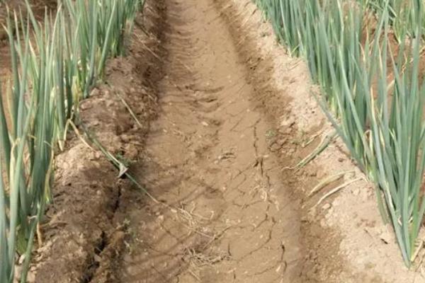 大葱软腐病和根腐病的区别，危害部位不同