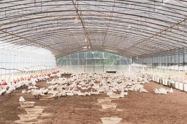 怎么搭建养鹅大棚，鹅棚形式以常见拱棚为主