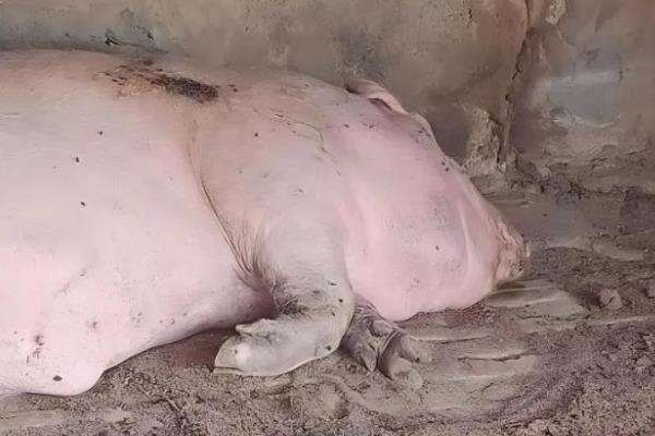 母猪配种成功后有什么变化，具有性情温顺、行动稳重、腹部变大等表现