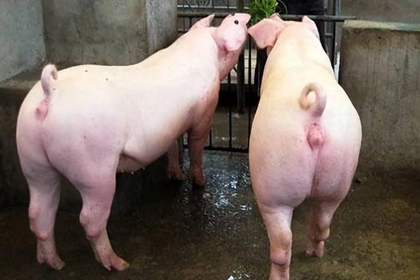 母猪配种成功后有什么变化，具有性情温顺、行动稳重、腹部变大等表现
