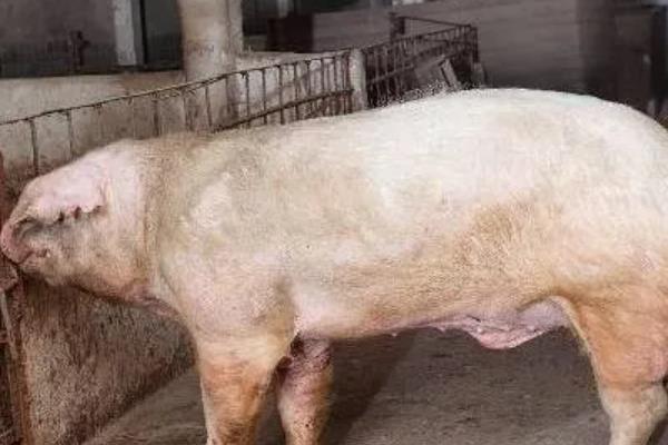 母猪配种成功后有什么变化，具有性情温顺、行动稳重、腹部变大等表现