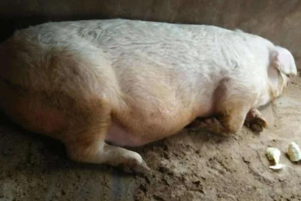 母猪配种成功后有什么变化，具有性情温顺、行动稳重、腹部变大等表现