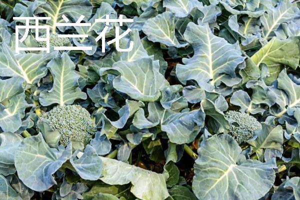 哪些蔬菜在11月份上市,常见西兰花、菠菜、萝卜等品种