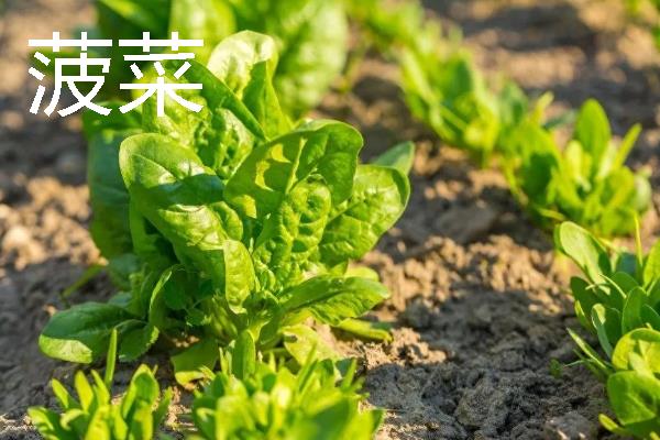 哪些蔬菜在11月份上市,常见西兰花、菠菜、萝卜等品种