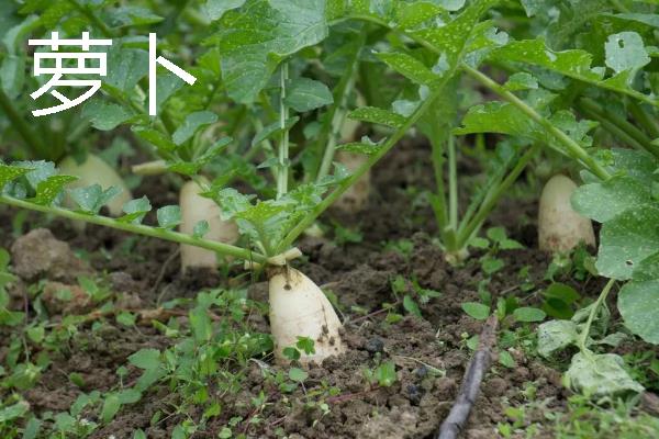 哪些蔬菜在11月份上市,常见西兰花、菠菜、萝卜等品种