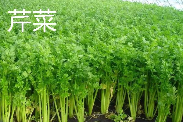 哪些蔬菜在11月份上市,常见西兰花、菠菜、萝卜等品种