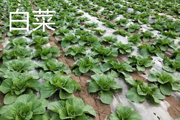 哪些蔬菜在11月份上市,常见西兰花、菠菜、萝卜等品种