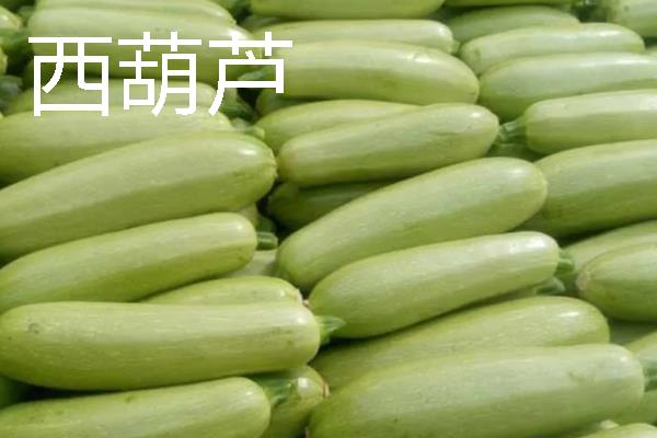 哪些蔬菜在11月份上市,常见西兰花、菠菜、萝卜等品种