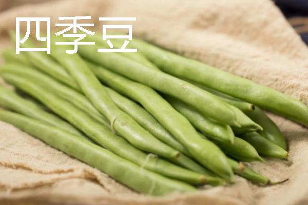 哪些蔬菜在11月份上市,常见西兰花、菠菜、萝卜等品种