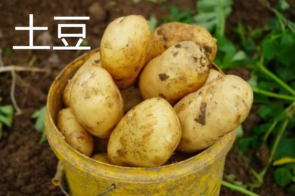 哪些蔬菜在11月份上市,常见西兰花、菠菜、萝卜等品种