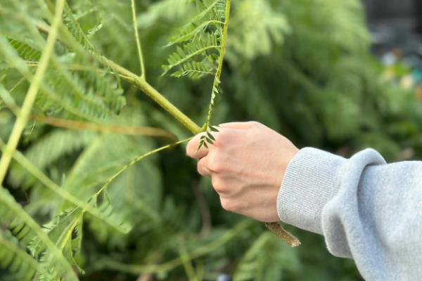 蓝花楹花期是什么时候，在每年的5月份到6月份