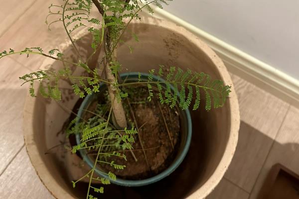 蓝花楹花期是什么时候，在每年的5月份到6月份
