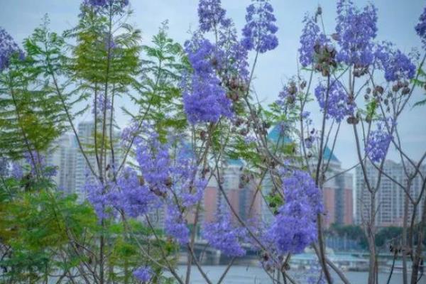 蓝花楹花期是什么时候，在每年的5月份到6月份