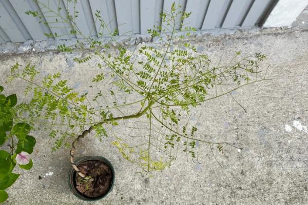 蓝花楹花期是什么时候，在每年的5月份到6月份