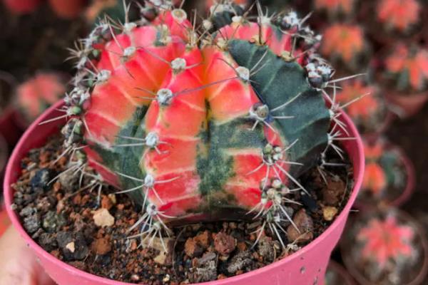 绯牡丹的嫁接方法，把砧木的顶部削平再插入接穗