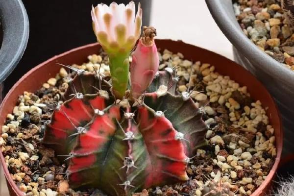 绯牡丹的嫁接方法，把砧木的顶部削平再插入接穗