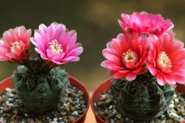 绯牡丹的嫁接方法，把砧木的顶部削平再插入接穗