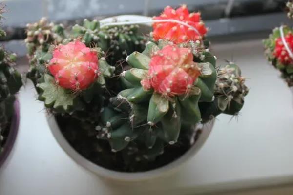 绯牡丹的嫁接方法，把砧木的顶部削平再插入接穗