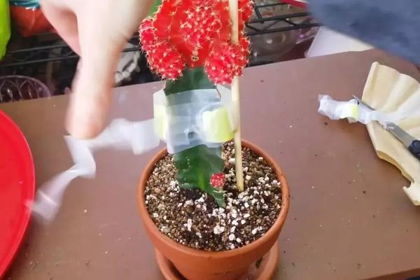 绯牡丹的嫁接方法，把砧木的顶部削平再插入接穗