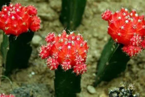 绯牡丹的嫁接方法，把砧木的顶部削平再插入接穗