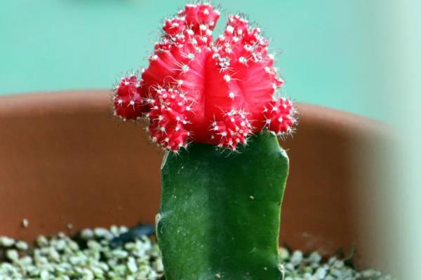 绯牡丹的嫁接方法，把砧木的顶部削平再插入接穗