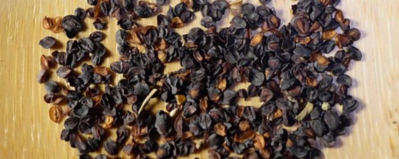 康乃馨种子如何催芽，播种前先用温水浸泡