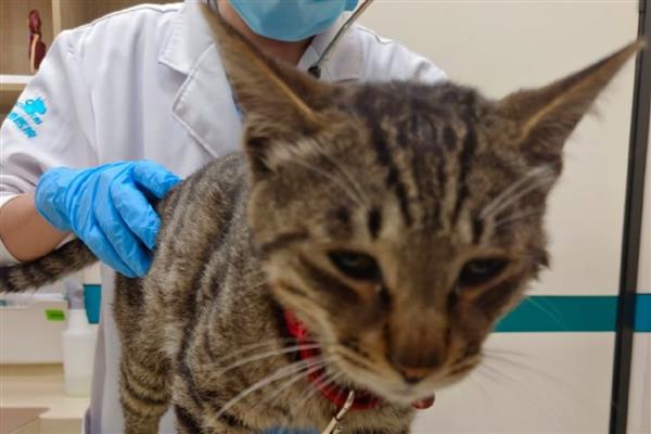 猫咪伤口化脓如何用药,清理伤口后再使用抗生素类药物控制感染