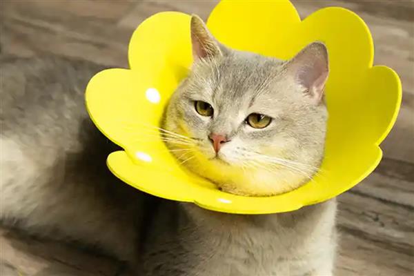 猫咪伤口化脓如何用药,清理伤口后再使用抗生素类药物控制感染