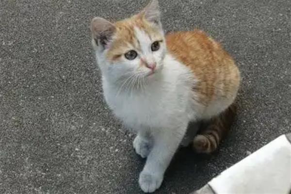 猫咪伤口化脓如何用药,清理伤口后再使用抗生素类药物控制感染