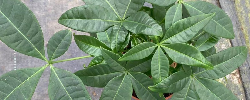 发财树的养殖方法，春秋季节要每隔7天浇水一次