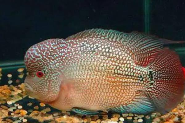 罗汉鱼的品种，分为金花系列、珍珠品系等