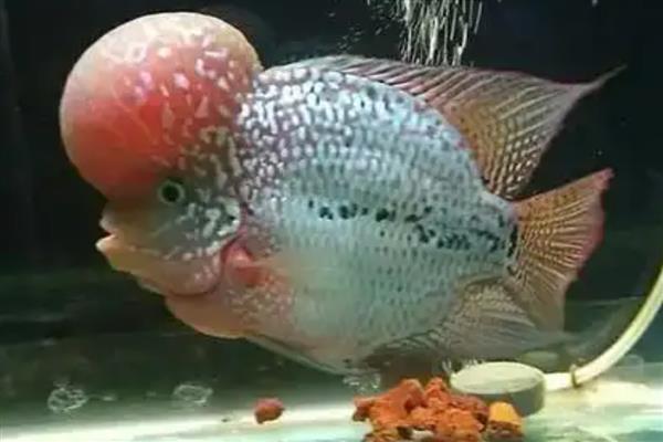 罗汉鱼的品种，分为金花系列、珍珠品系等