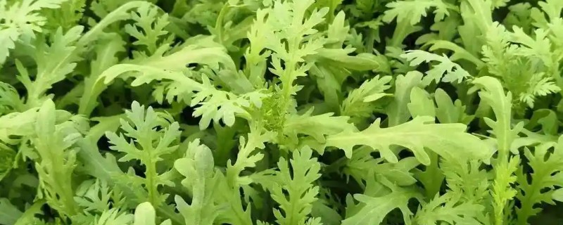 蒿子秆和茼蒿的区别，叶子和花朵均不同