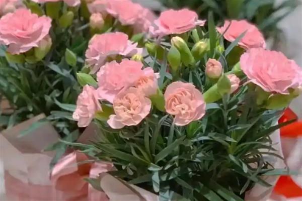康乃馨种子如何催芽，播种前先用温水浸泡