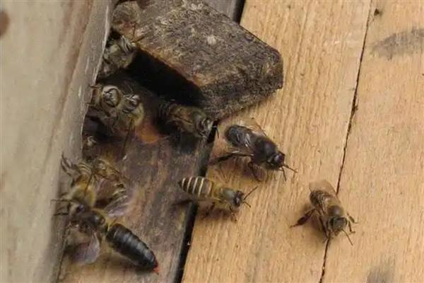 自然王台封盖过多才会出王，经过8天左右蜂王就会羽化出房