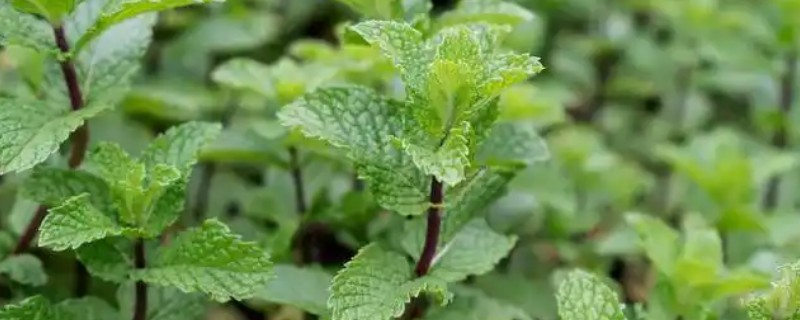 猫薄荷与薄荷有什么区别，气味、叶片、作用均不同