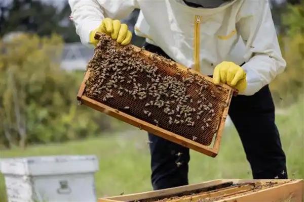 自然王台封盖过多才会出王，经过8天左右蜂王就会羽化出房