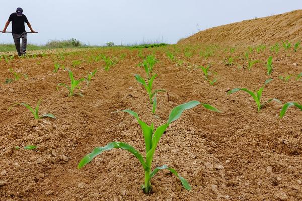甜玉米高产栽培技术，需及时做好虫害的防治工作