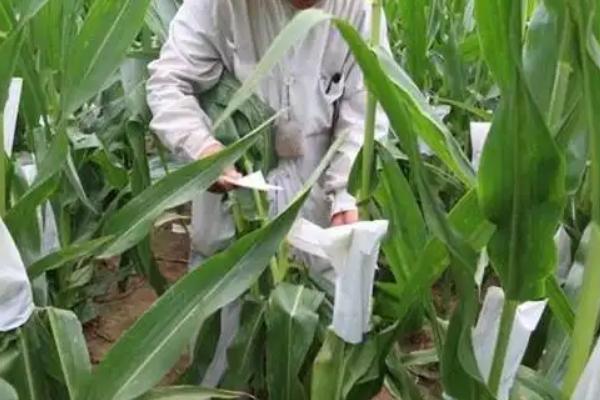 甜玉米高产栽培技术，需及时做好虫害的防治工作