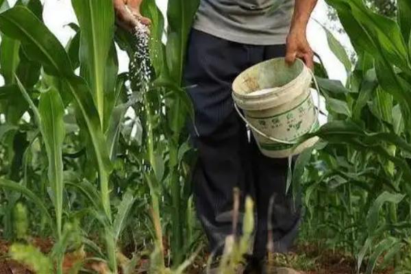 甜玉米高产栽培技术，需及时做好虫害的防治工作