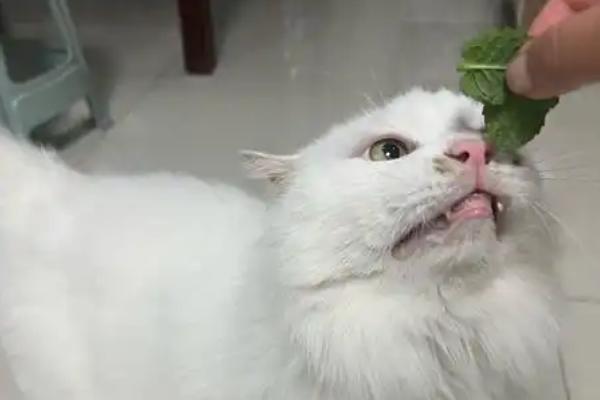 猫薄荷与薄荷有什么区别，气味、叶片、作用均不同