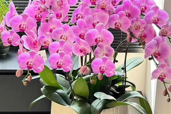 蝴蝶兰发芽了怎么处理，需提供适宜的光照