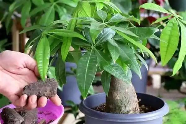 发财树的养殖方法，春秋季节要每隔7天浇水一次