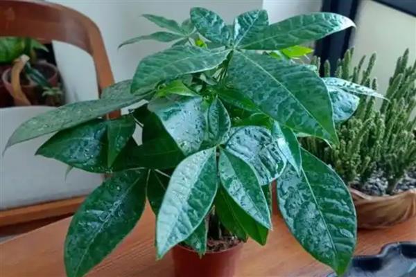 发财树的养殖方法，春秋季节要每隔7天浇水一次