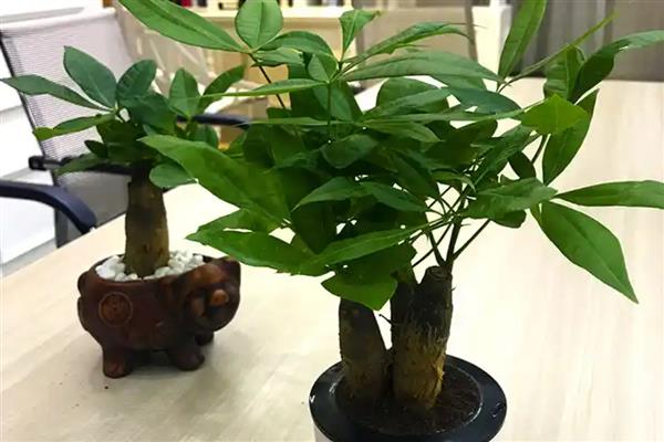 发财树的养殖方法，春秋季节要每隔7天浇水一次