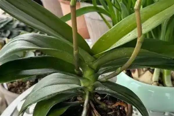 蝴蝶兰发芽了怎么处理，需提供适宜的光照