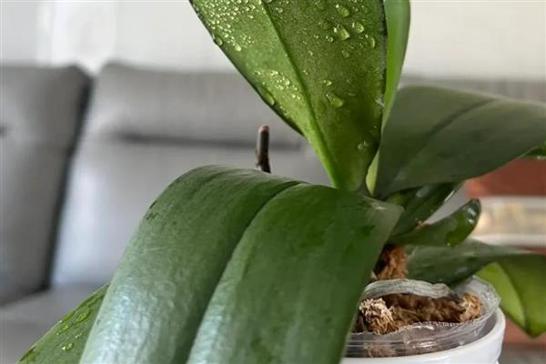 蝴蝶兰发芽了怎么处理，需提供适宜的光照