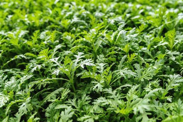 蒿子秆和茼蒿的区别，叶子和花朵均不同